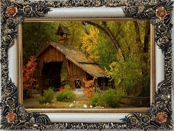 Owl Image